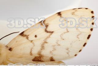 Butterfly Limantria dispar 0006